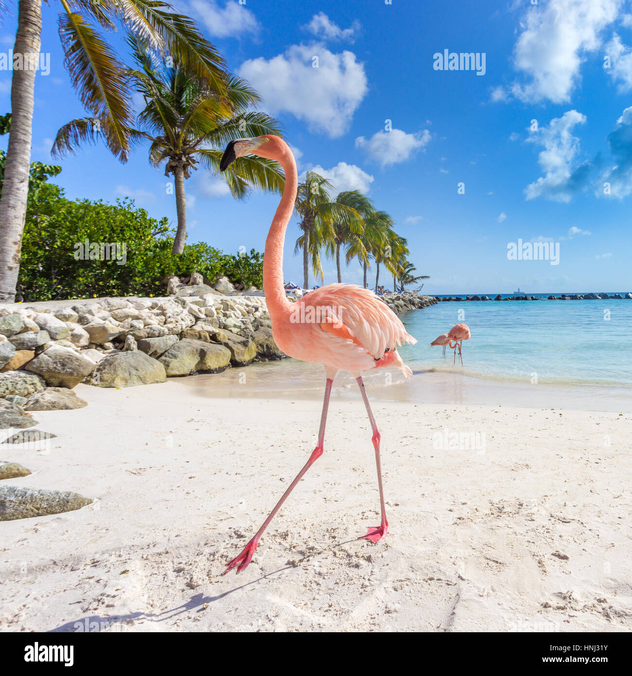 Flamingos on the Aruba beach. Flamingo beach Stock Photo - Alamy