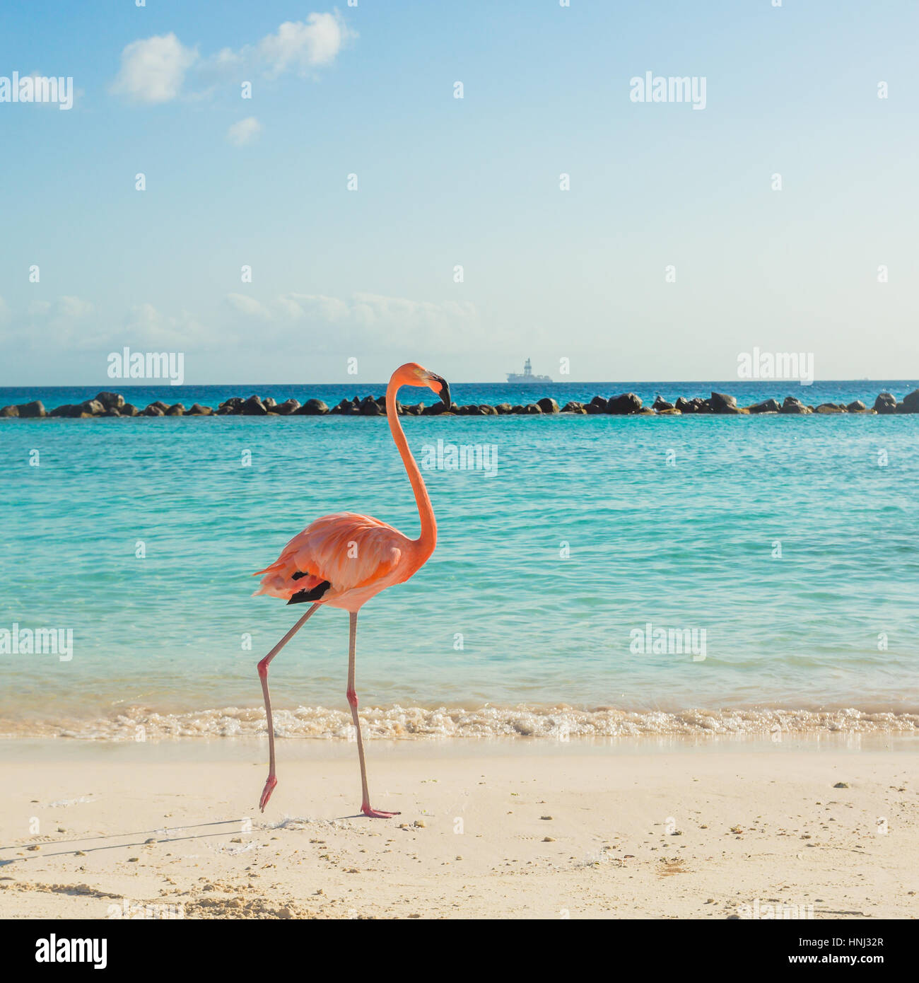 Flamingos On The Aruba Beach Flamingo Beach Stock Photo