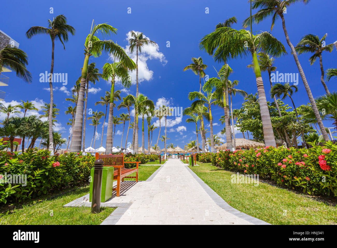 Walking path with palm trees at tropical beach in Aruba Stock Photo Alamy