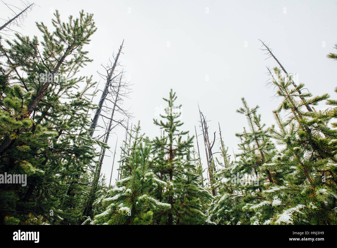 Pine trees snow low angle hi-res stock photography and images - Alamy