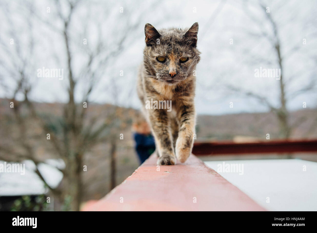 Closeup of cat walking on retaining wall Stock Photo Alamy