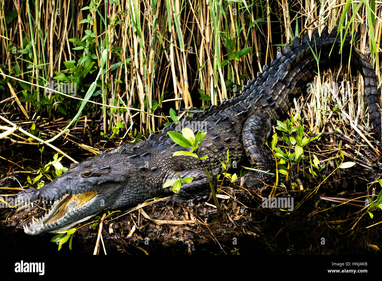 Charging crocodile in Black river, Jamaica Stock Photo