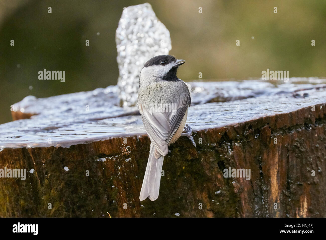 Chickadee Stock Photo