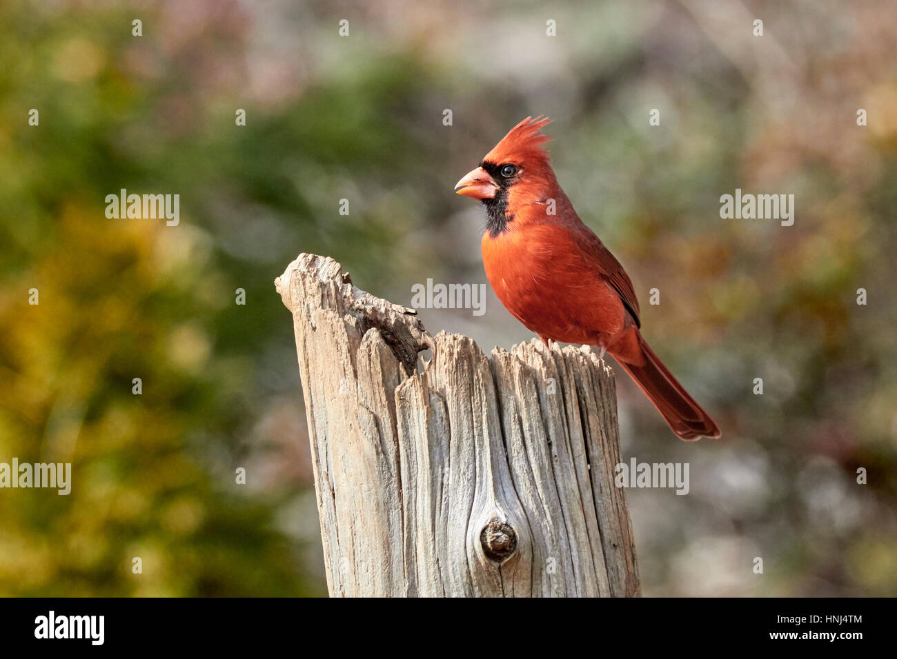 Virginia state bird hi-res stock photography and images - Alamy