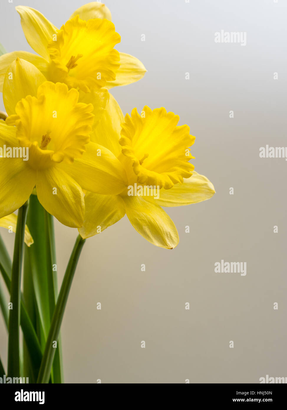 Bunch of daffodils on a white background Stock Photo