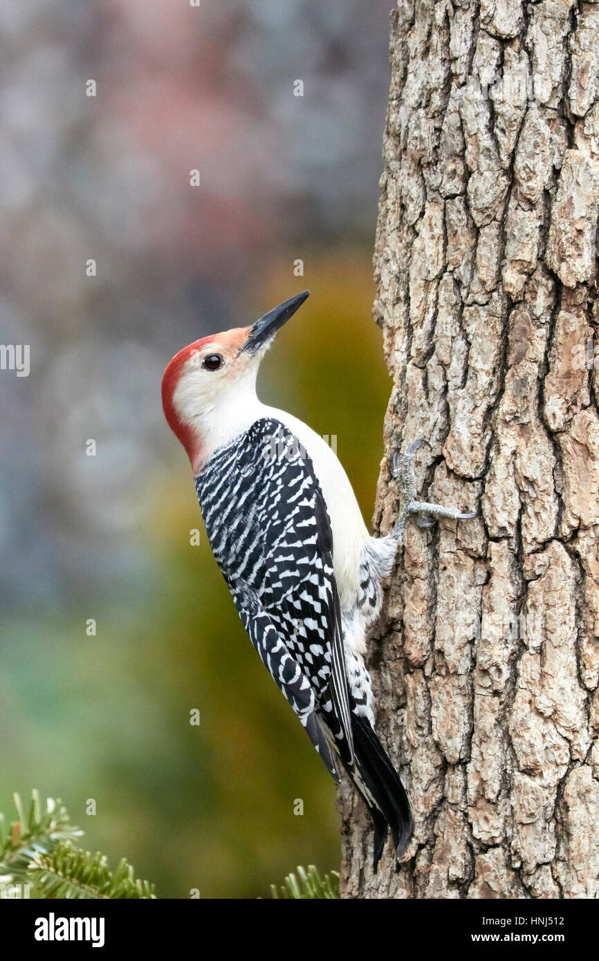 Red-bellied Woodpecker Stock Photo