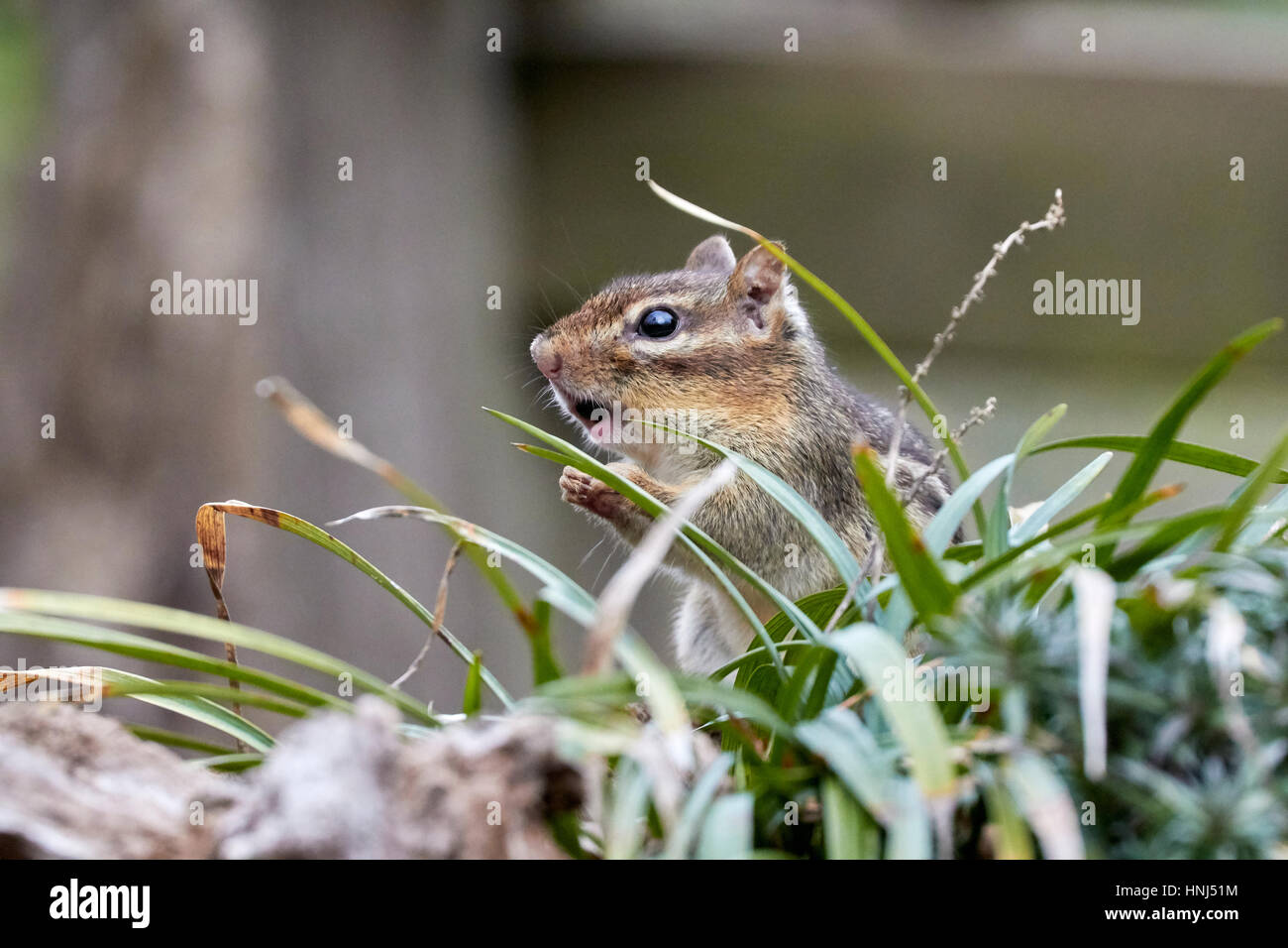 Eastern Chipmunk Stock Photo