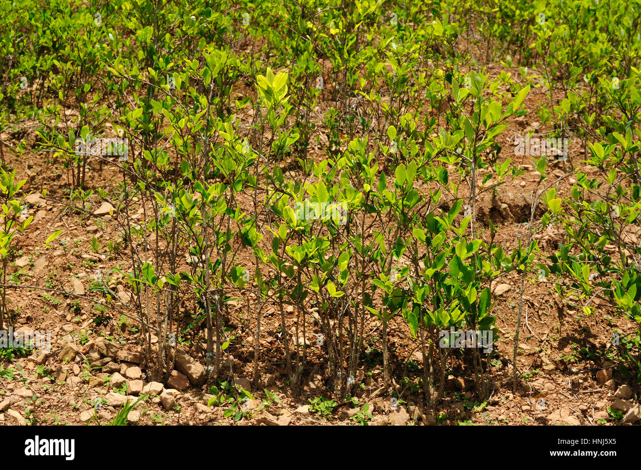 Bolivia, coca plants in the Andes Mountains near Coroico, The photo present close up of the coca leaves on the coca plantation. Stock Photo