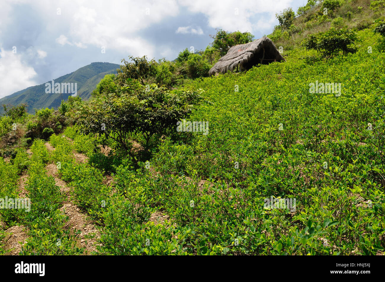 Bolivia, coca plants in the Andes Mountains near Coroico, The photo present the coca plantation. Stock Photo