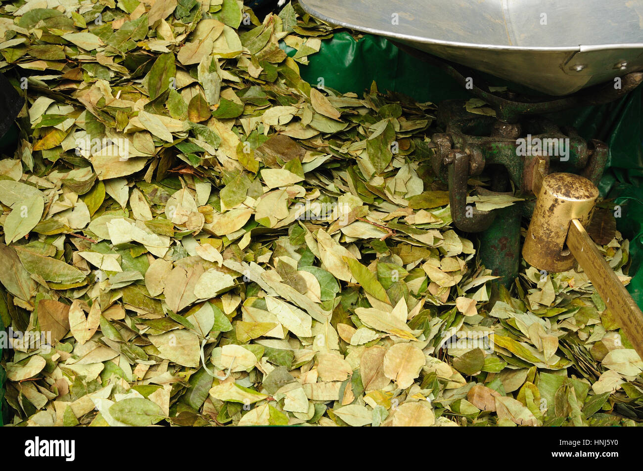 Close up of coca leaves for sale Stock Photo