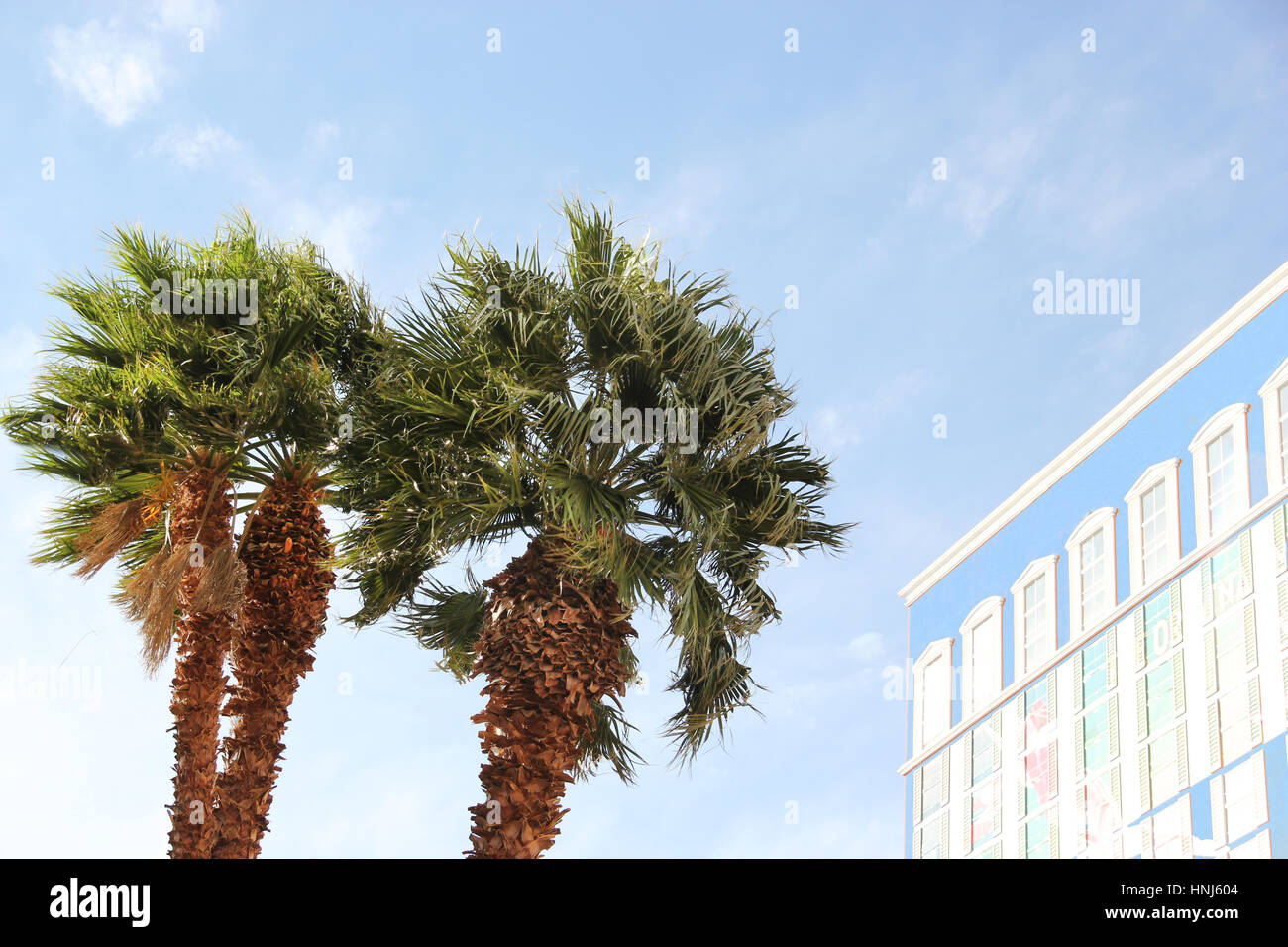 Palmtrees in the city under a blue sky Stock Photo
