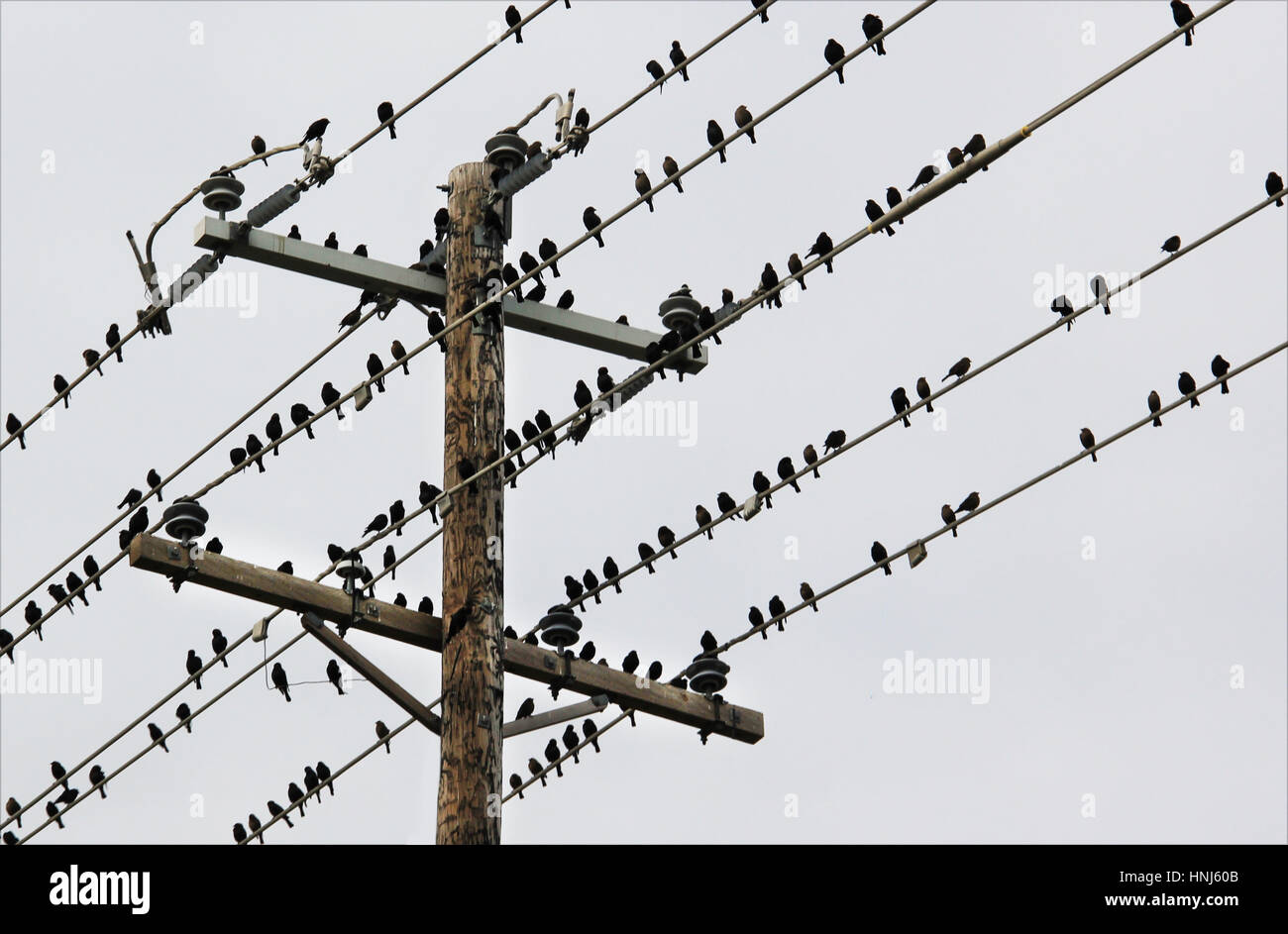 Birds on a wire Stock Photo