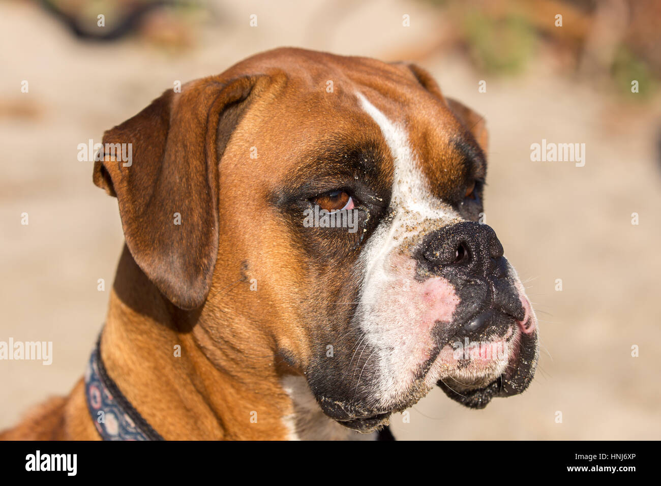 Fawn Brindle German Boxer Headshot Stock Photo