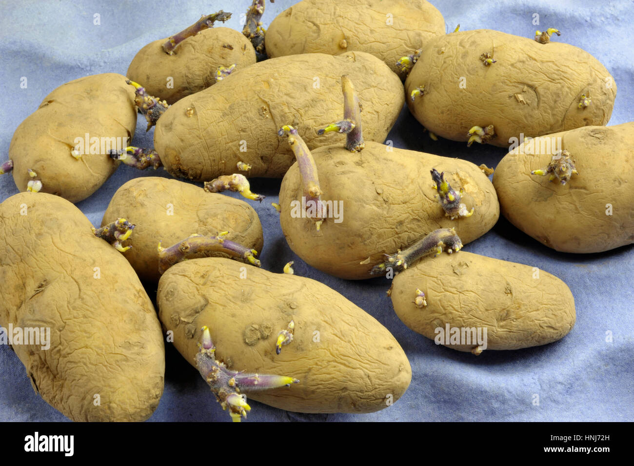 'Chitting' or sprouting seed potatoes on a reused cardboard packing