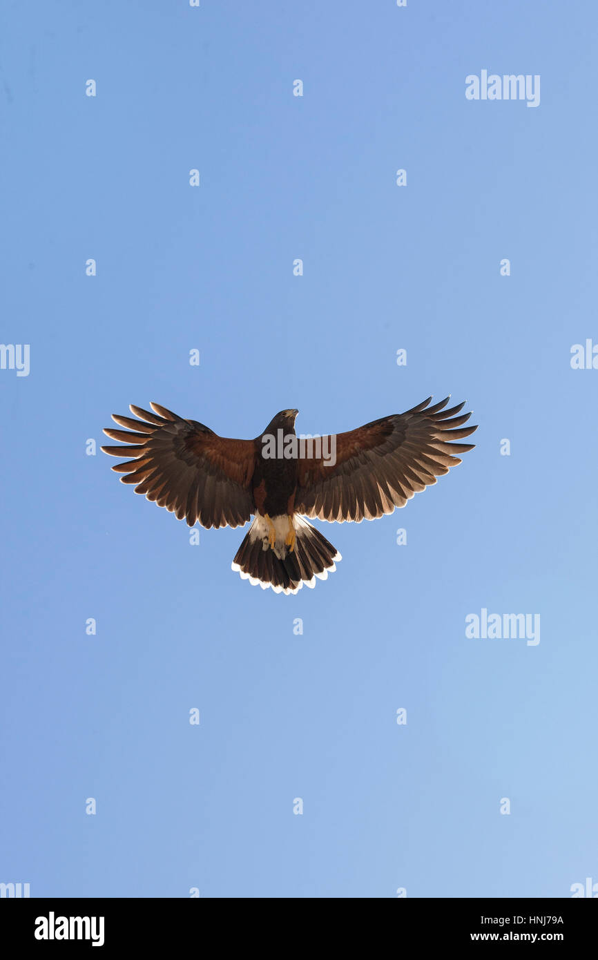 Harris's hawk in flight. Parabuteo unicinctus Stock Photo