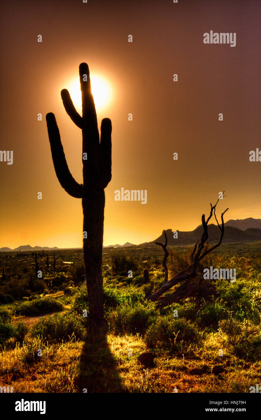 Saguaro Cactus at sunset . Carnegiea gigantea Arizona USA Stock Photo