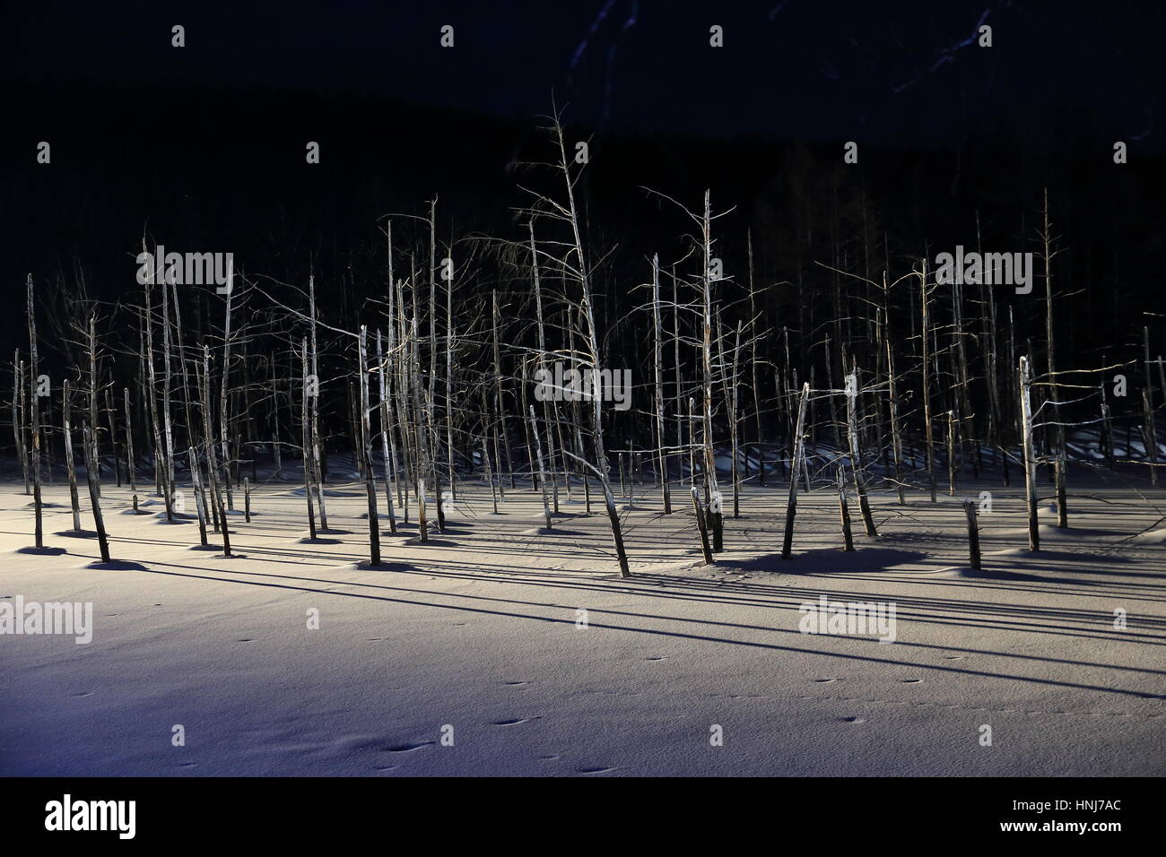 Dead tree in winter Stock Photo Alamy