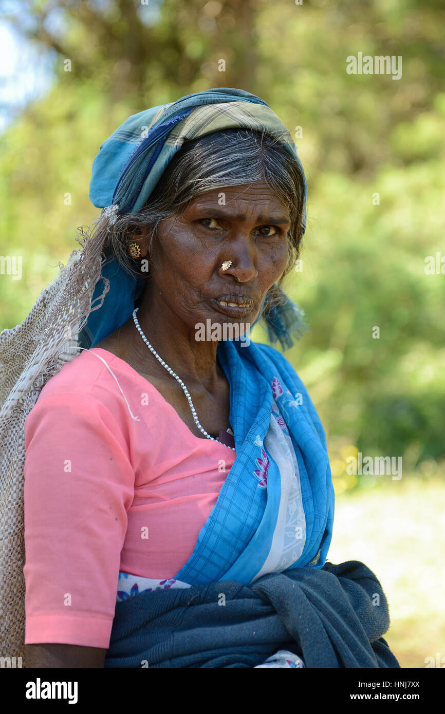 NUWARA ELIA, SRI LANKA - FEBRUARY 20: Ethnic working woman at the harvest of the tea in the Sri Lanka hill country. Nuwara Eliya on February 20, 2015 Stock Photo