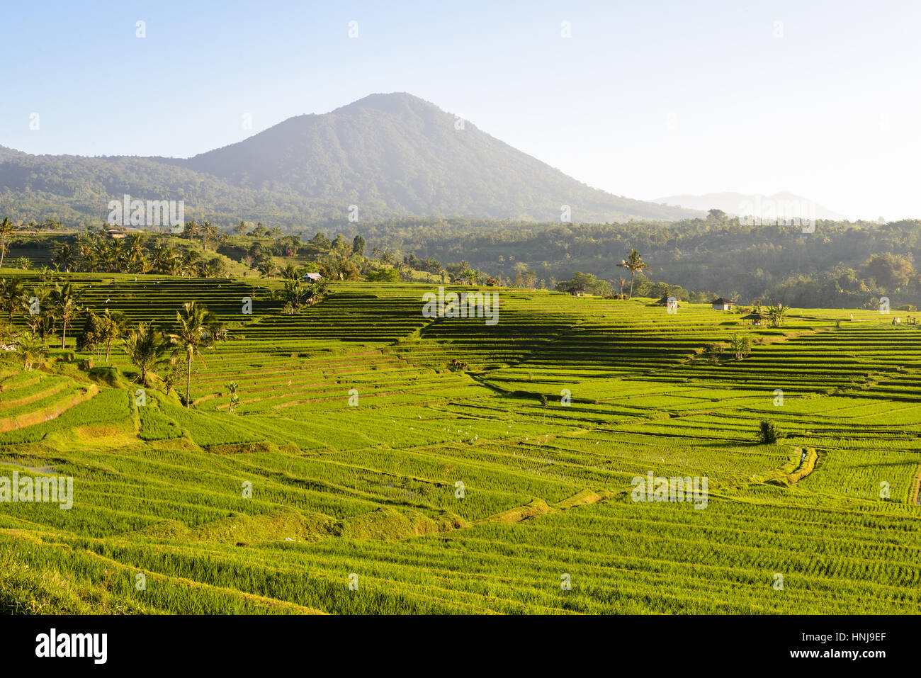 famous rice terraces of Jatiluwih, UNESCO world heritage site, Bali, Indonesia Stock Photo