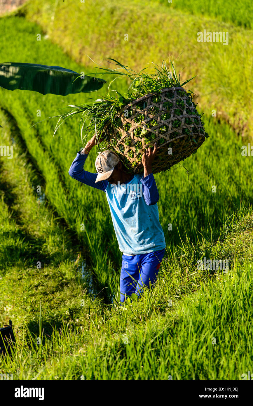 JATILUWIH, INDONESIA - SEPTEMBER 06, 2014: farmer carrying a bsaket of rice plants in Rice terraces of Jatiluwih, Bali - one of the UNESCO world herit Stock Photo