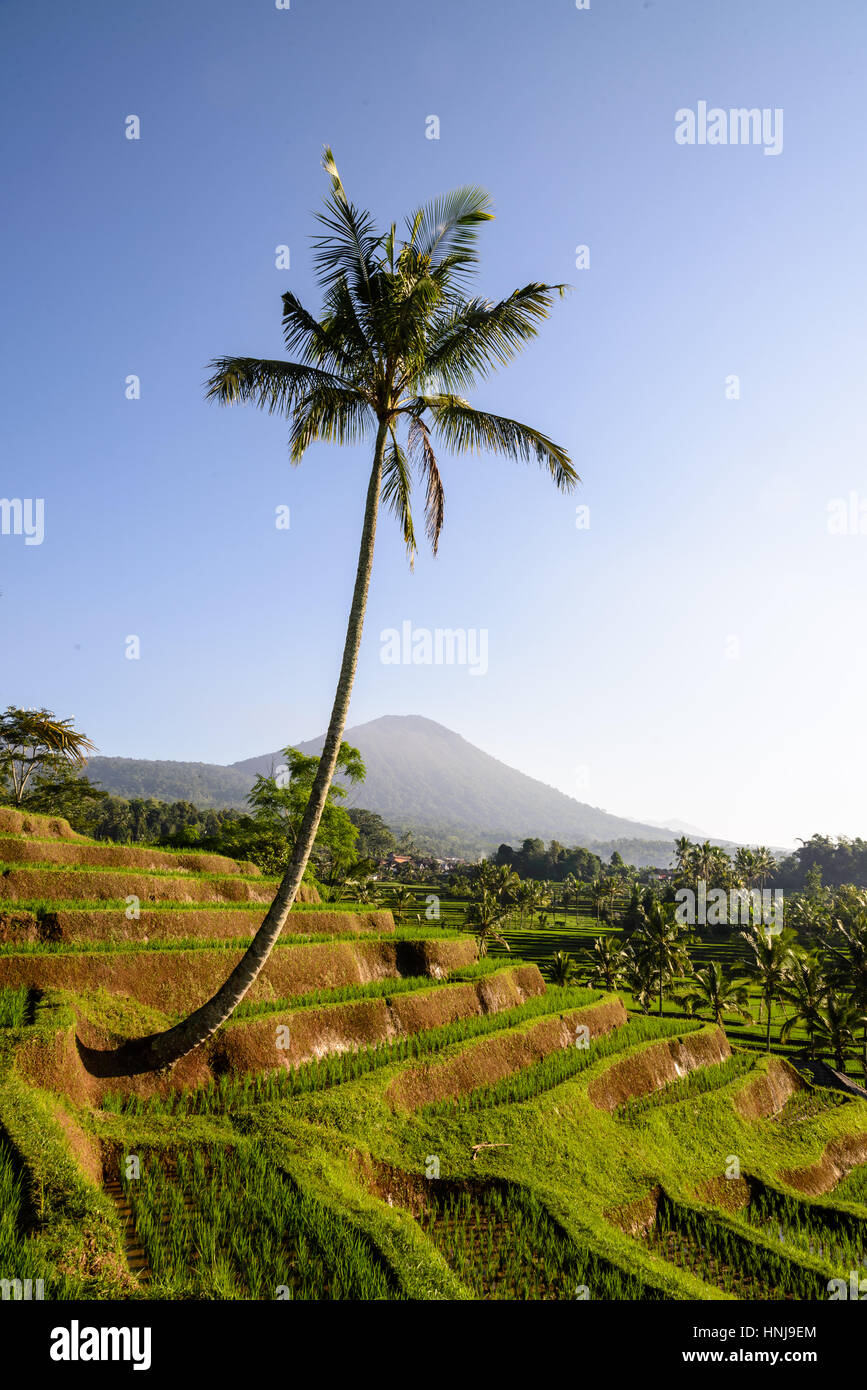 famous rice terraces of Jatiluwih, UNESCO world heritage site, Bali, Indonesia Stock Photo