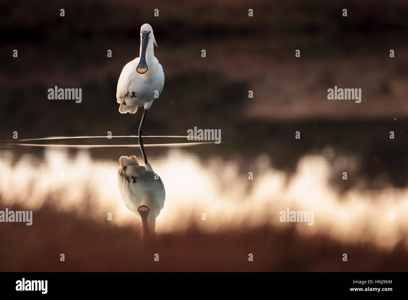 spoonbill resting on one leg in lake with ripple of water Stock Photo ...