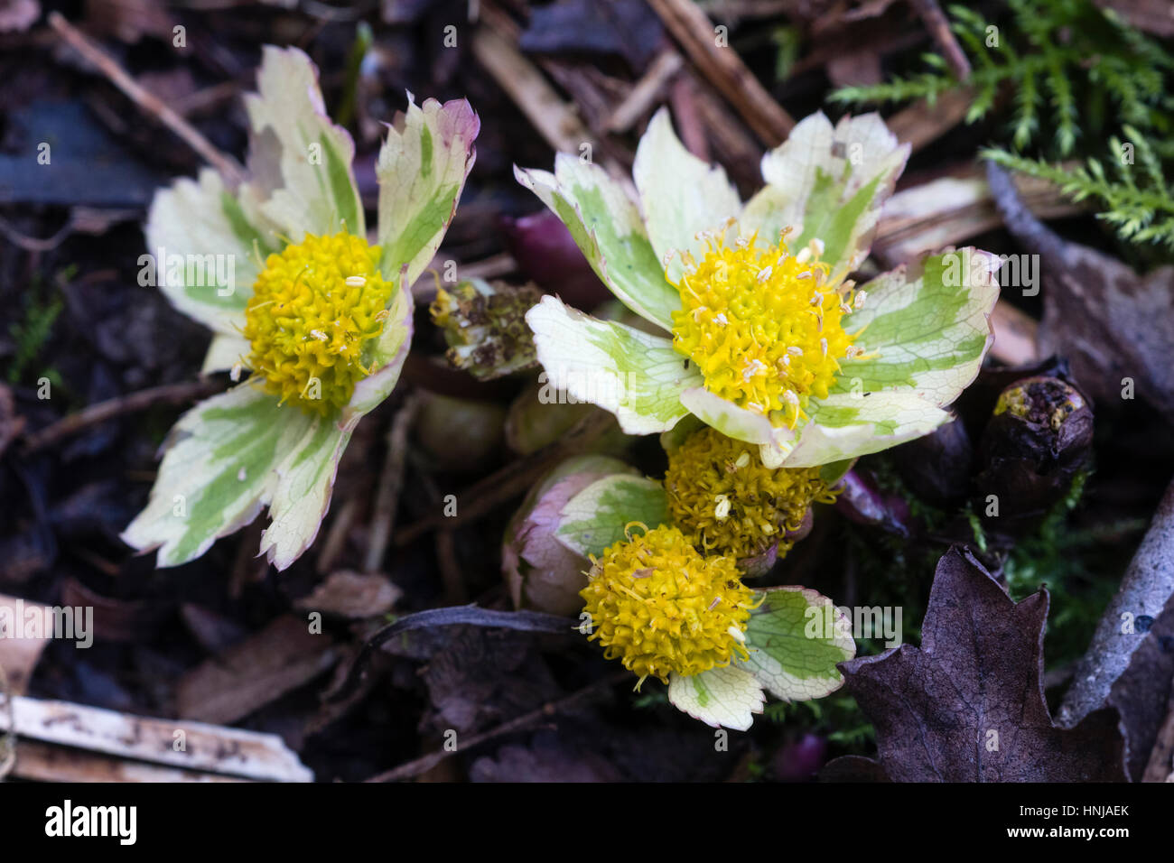 Hacquetia epipactis 'Thor', a variegated form of the late winter flowering dwarf woodland plant Stock Photo