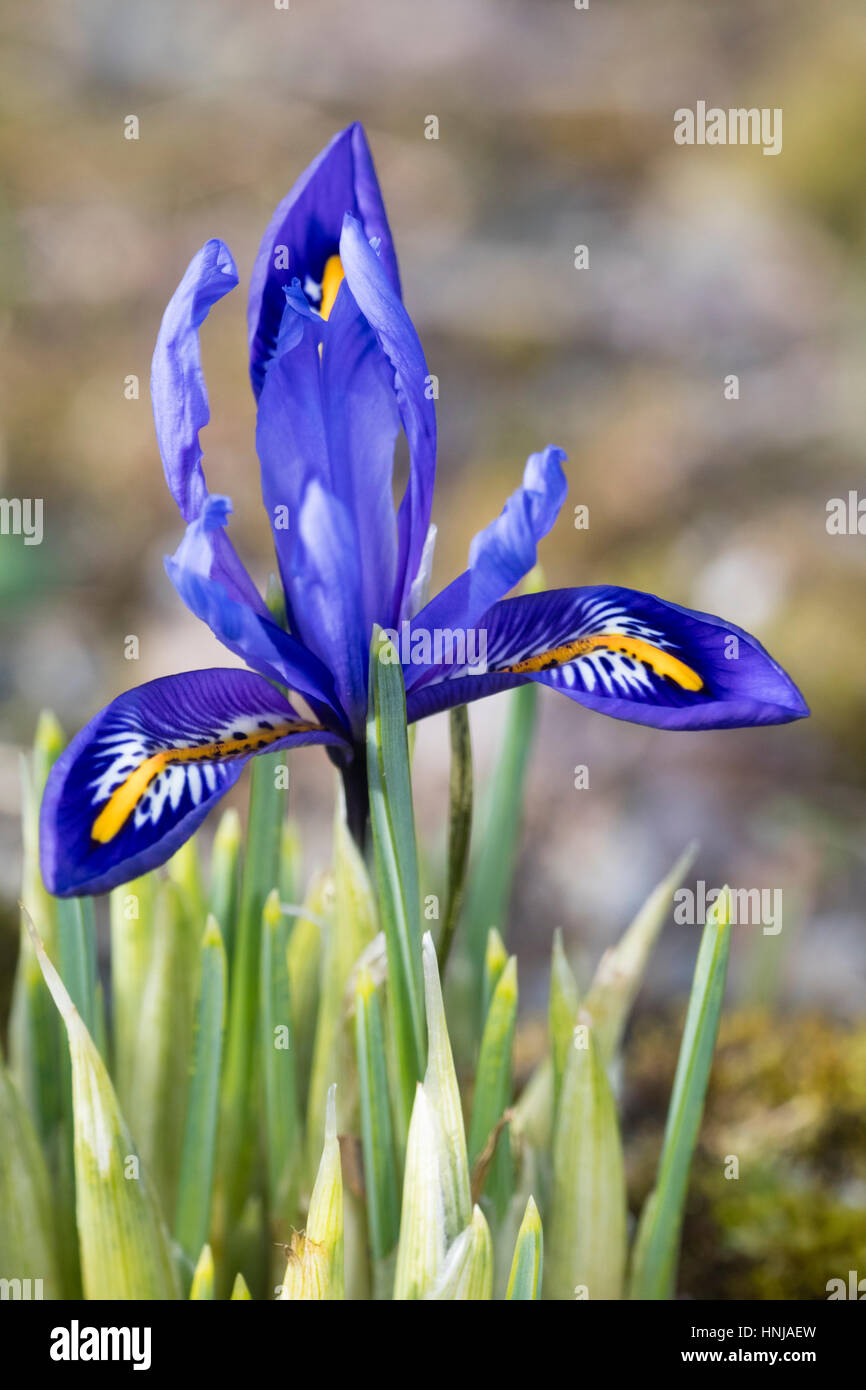 Single flower of the winter blooming dwarf bulb, Iris reticulata 'Harmony' Stock Photo