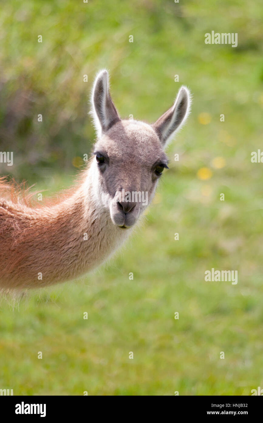 Guanaco (Lama guanaco) portrait in Torres del Paine National Park Stock Photo