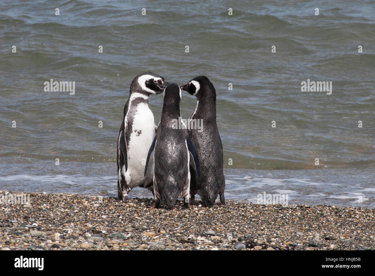 Magellanic Penguin huddle on shore at water's edge at the Seno Otway colony in Patagonia, Chile Stock Photo