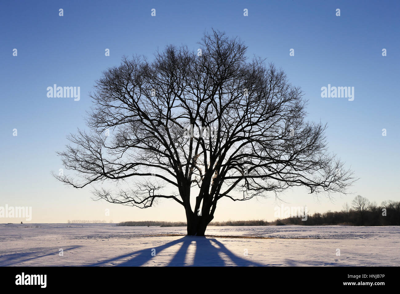 Japanese elm tree in winter Stock Photo Alamy
