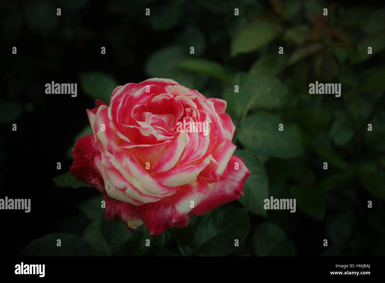 blushing rose blossom Stock Photo
