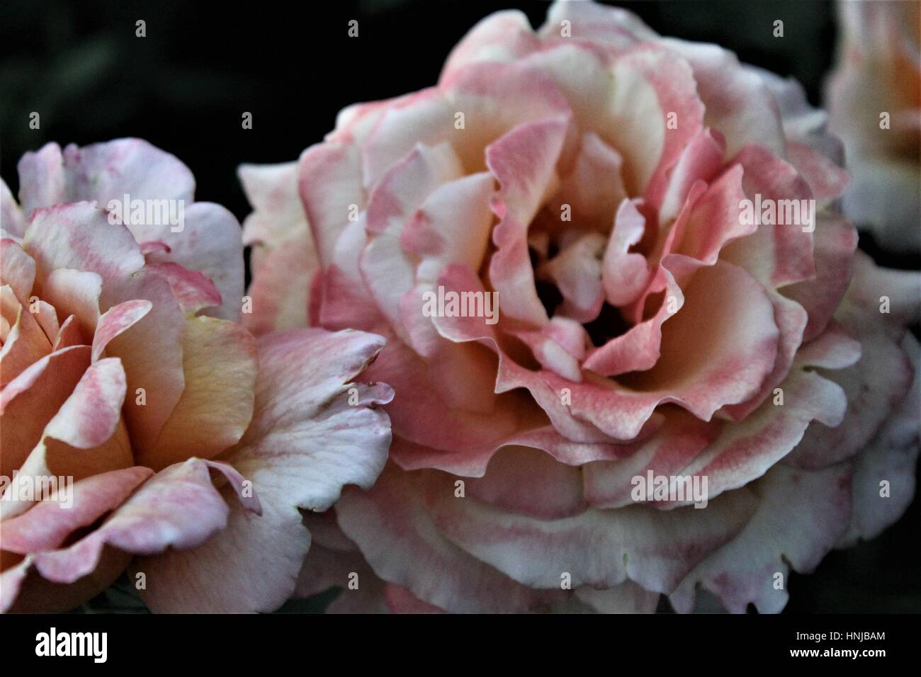 two blooming pink roses Stock Photo