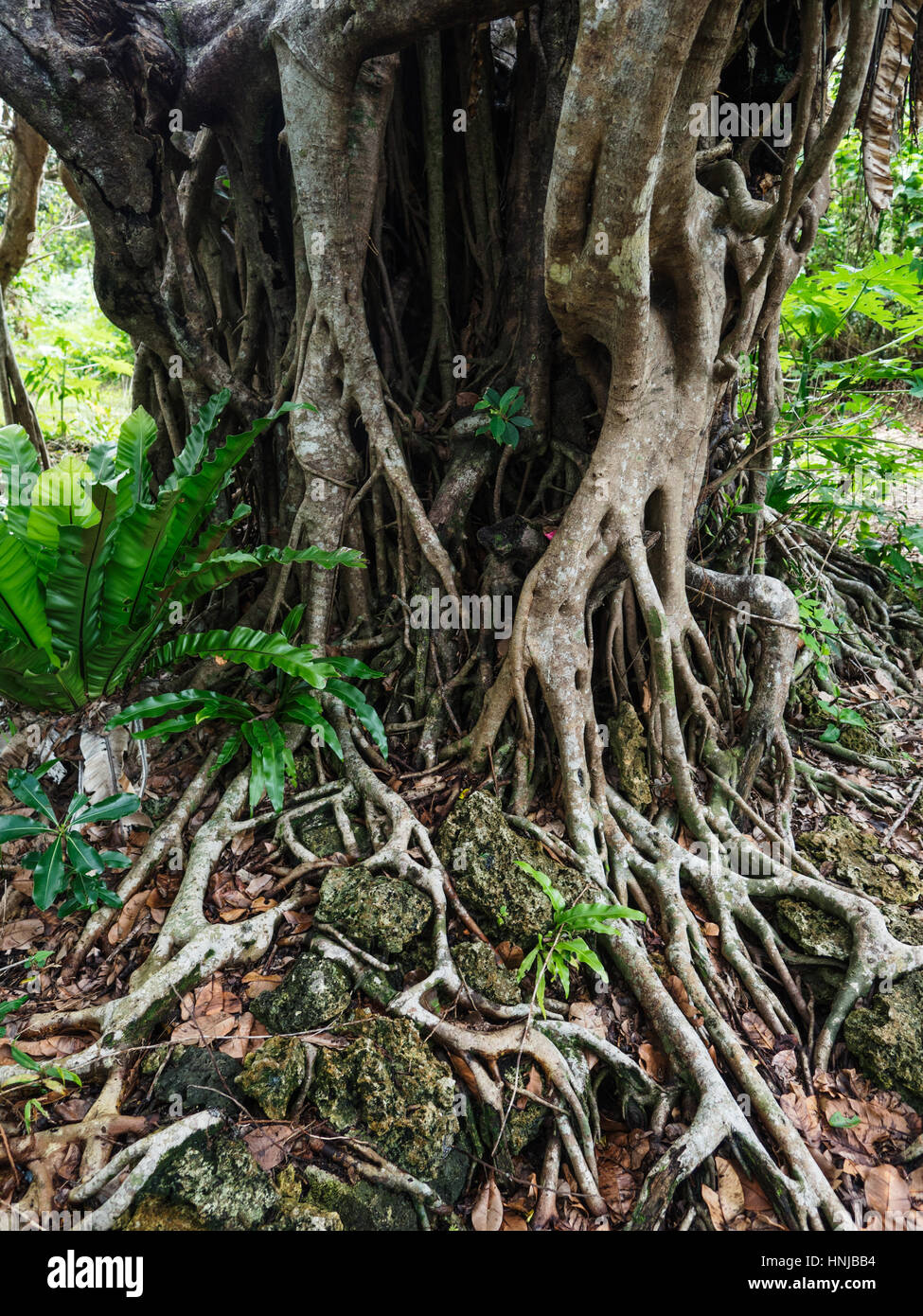 Ficus retusa tree Stock Photo