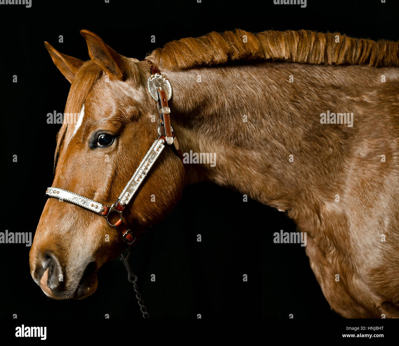 Portrait of brown horse wearing bridle Stock Photo Alamy