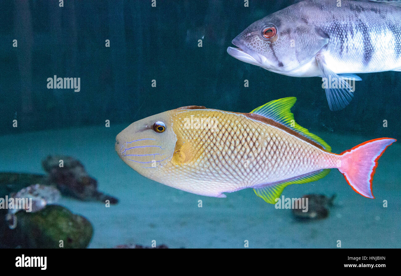 Red tail triggerfish Xanthichthys mento are found in Mexico and are territorial. Stock Photo