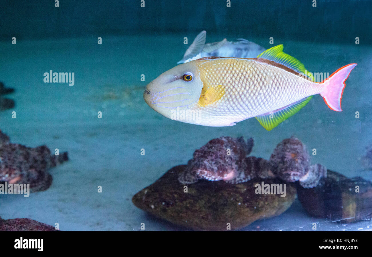 Xanthichthys mento hi-res stock photography and images - Alamy