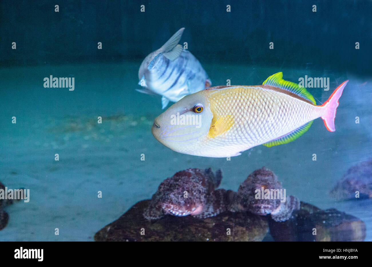 Mento mento hi-res stock photography and images - Alamy