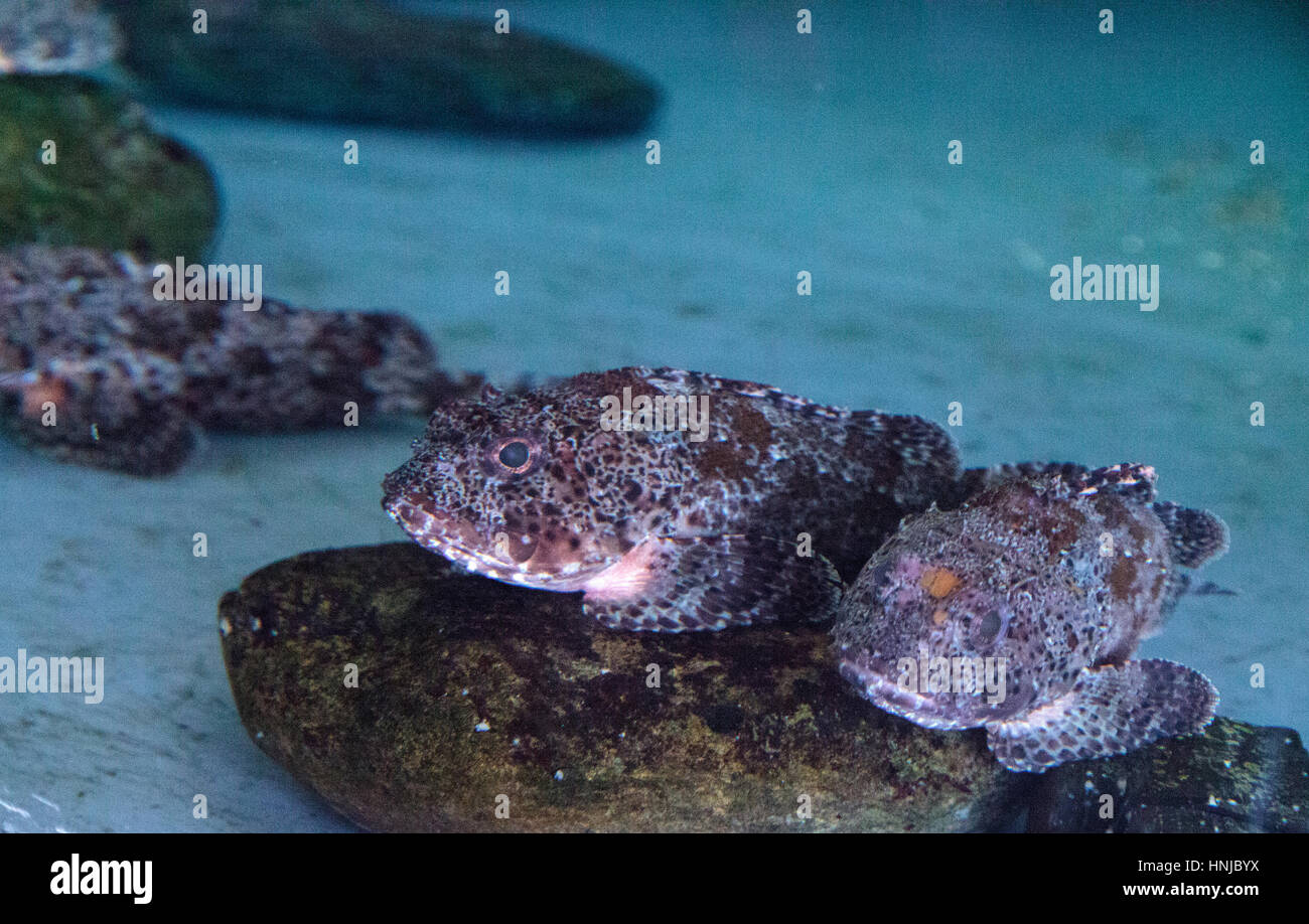 California scorpion rockfish called Scorpaena guttata is found along the ocean floor among rocks, waiting to ambush its prey Stock Photo