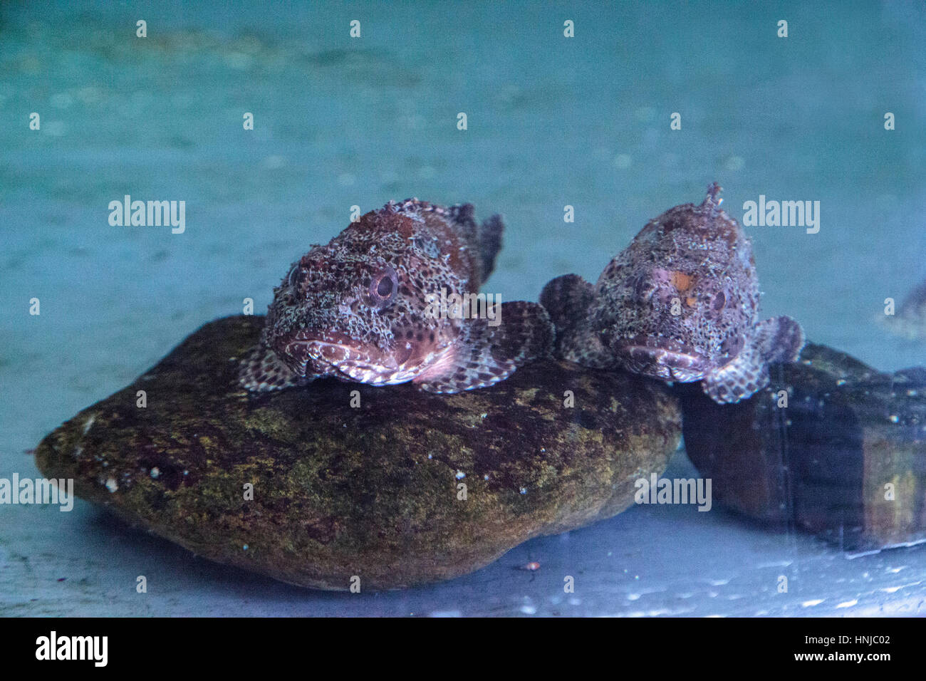 California scorpion rockfish called Scorpaena guttata is found along the ocean floor among rocks, waiting to ambush its prey Stock Photo