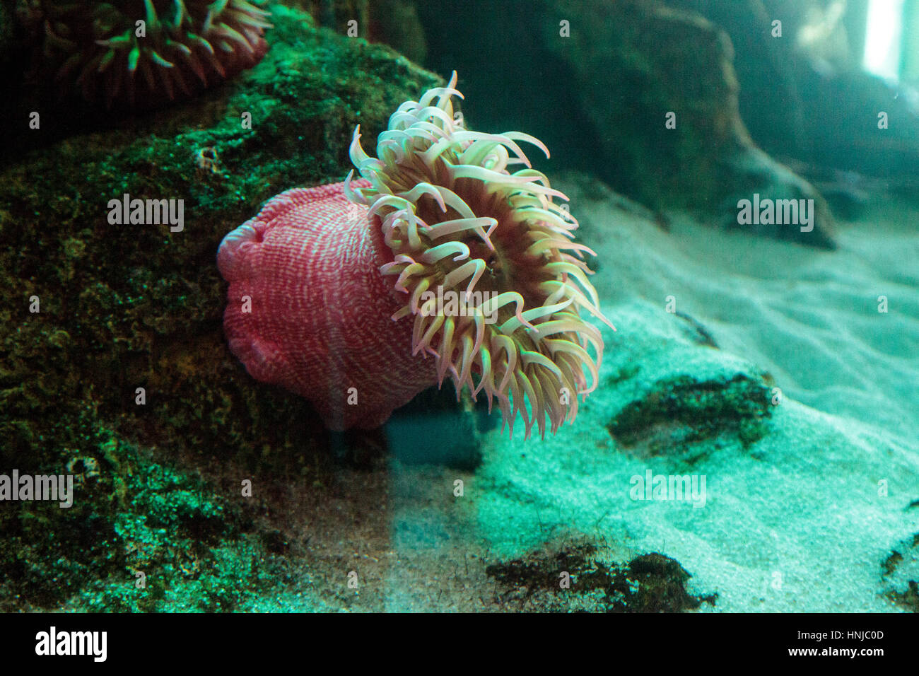 White spotted rose anemone Urticina lofotensis in a Pacific ocean coral