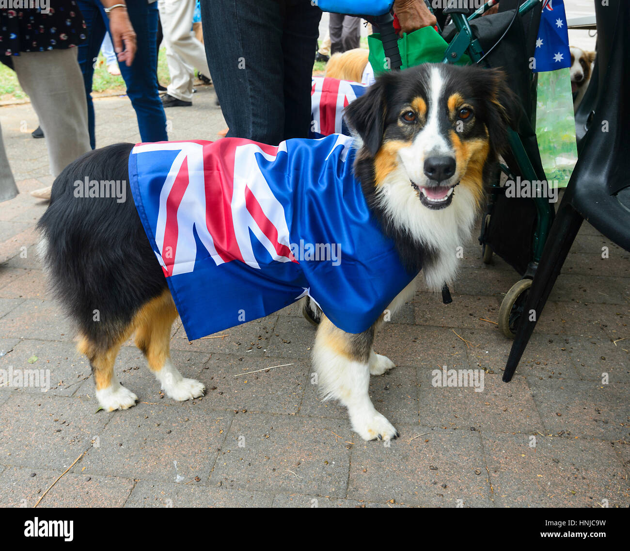 Australian Shepherd dog participating in the 2017 Australia Day parade, wearing an Australian flag coat, Berrima, New South Wales, Australia Stock Photo
