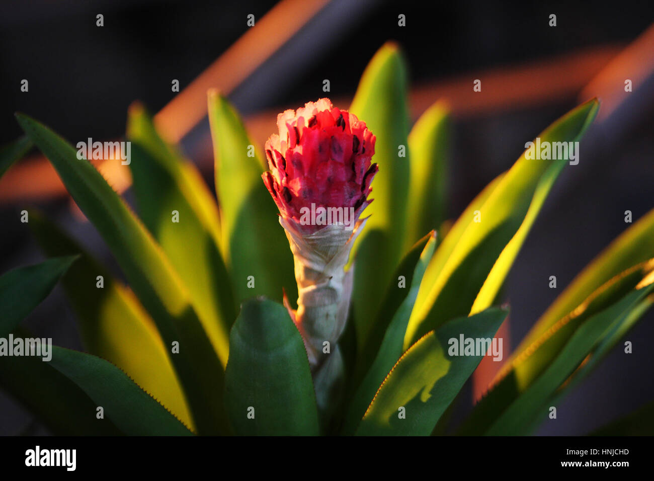 Bromeliad of Guzmania sp. is a member of monocot flowering plants. Stock Photo