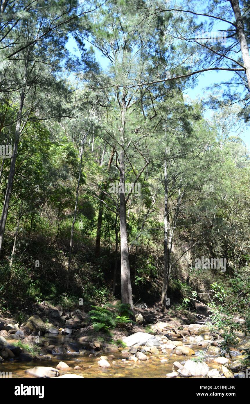 Ruggedness of the Australian bush by riverbank Stock Photo