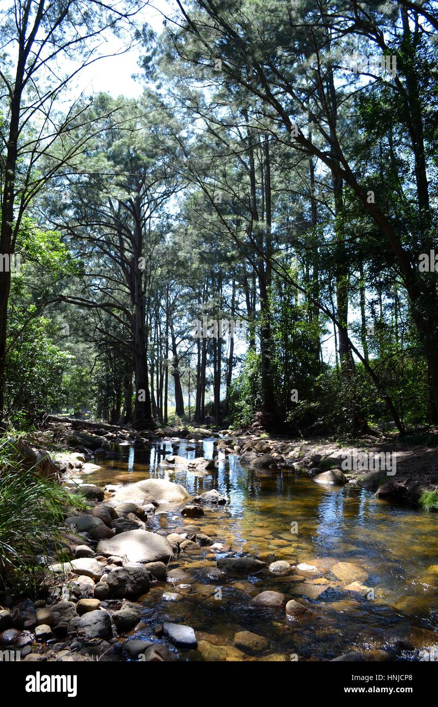 Capturing the beauty of natural bushland by the river in Australia Stock Photo