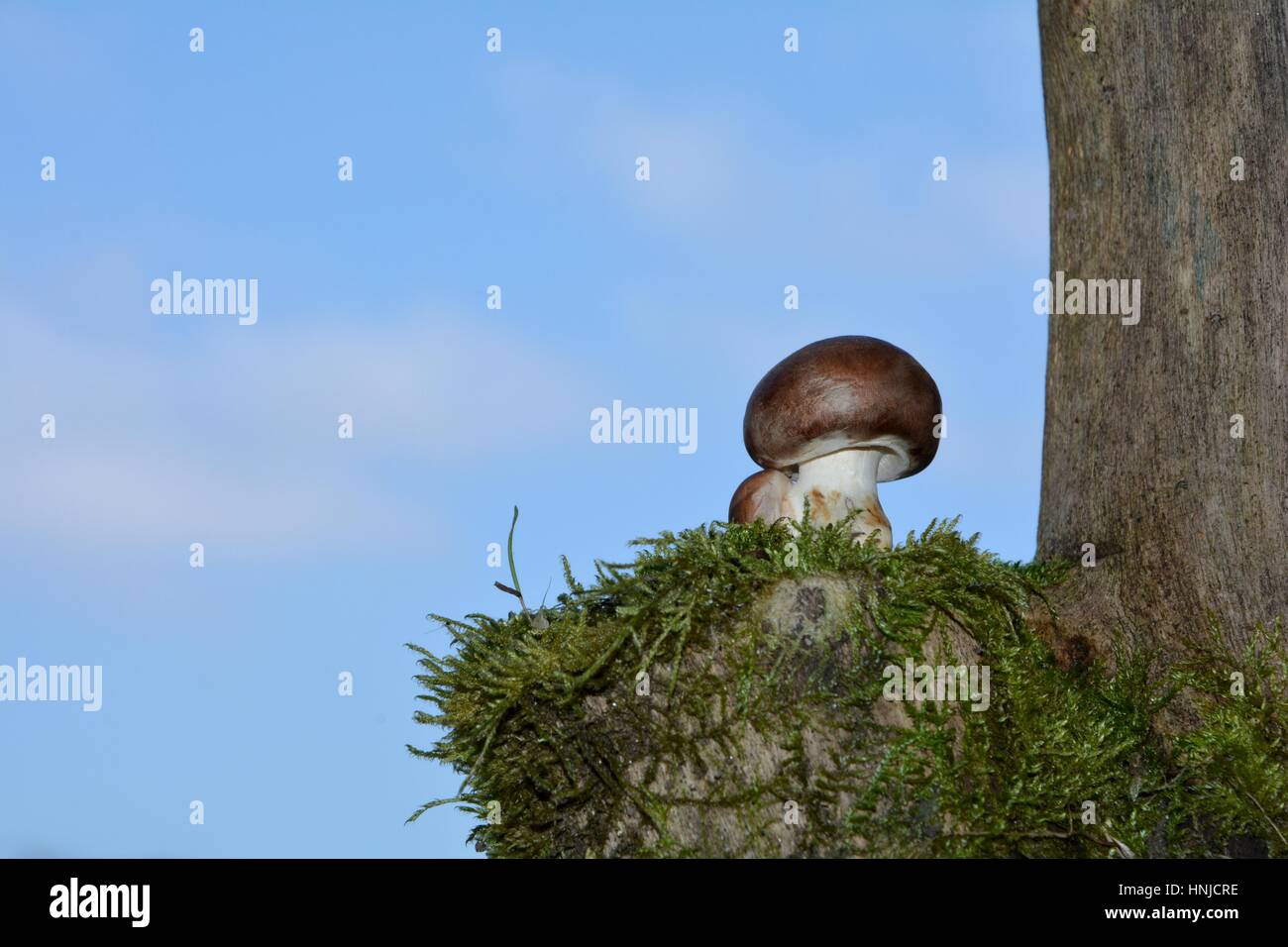 Mushrooms of the Crimea. Mushrooms of Crimea edible: description, photo Mushrooms of the Crimea. Mushrooms of Crimea edible: description, photo