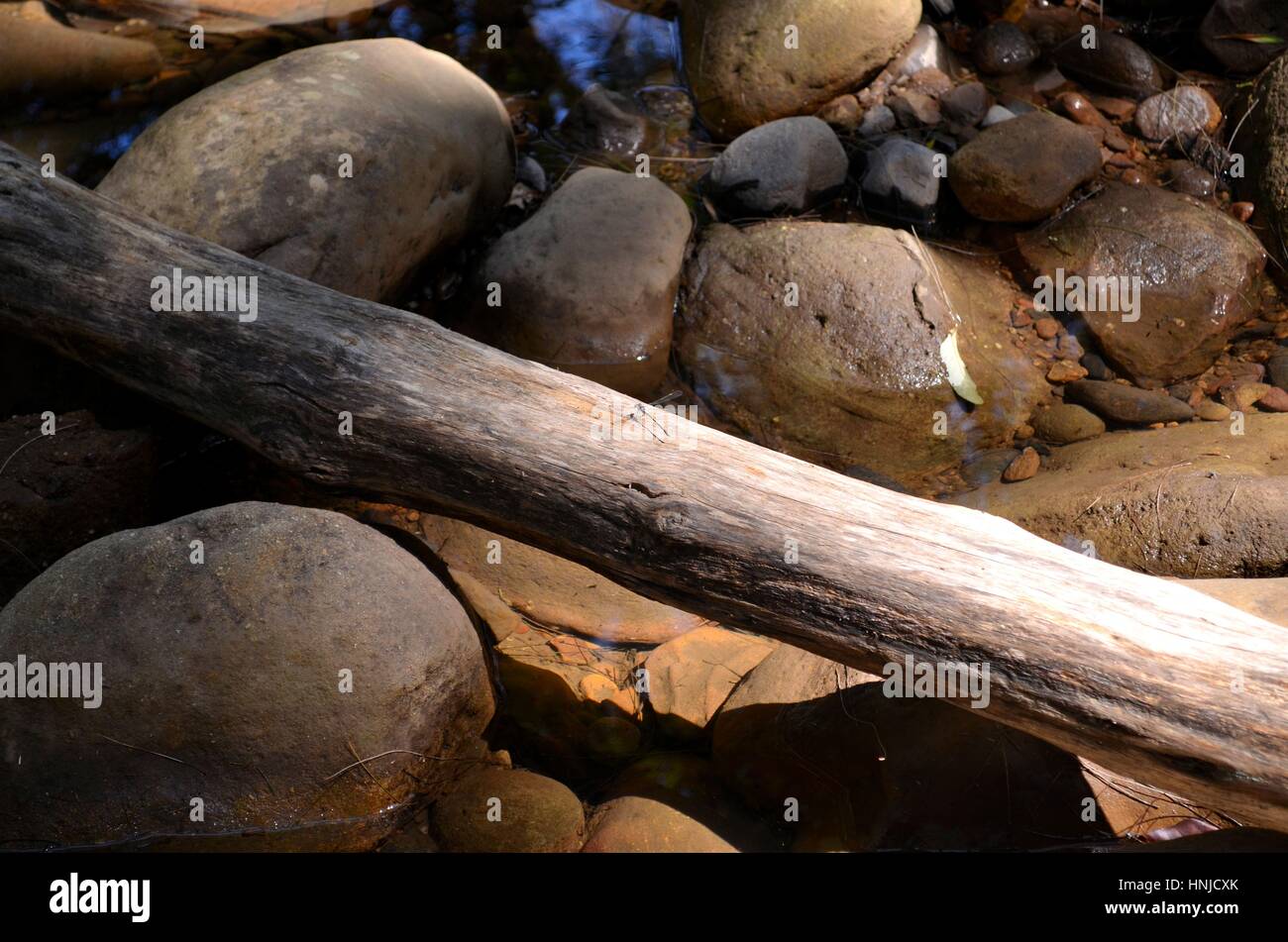 Fallen tree across a river forming a natural bridge Stock Photo