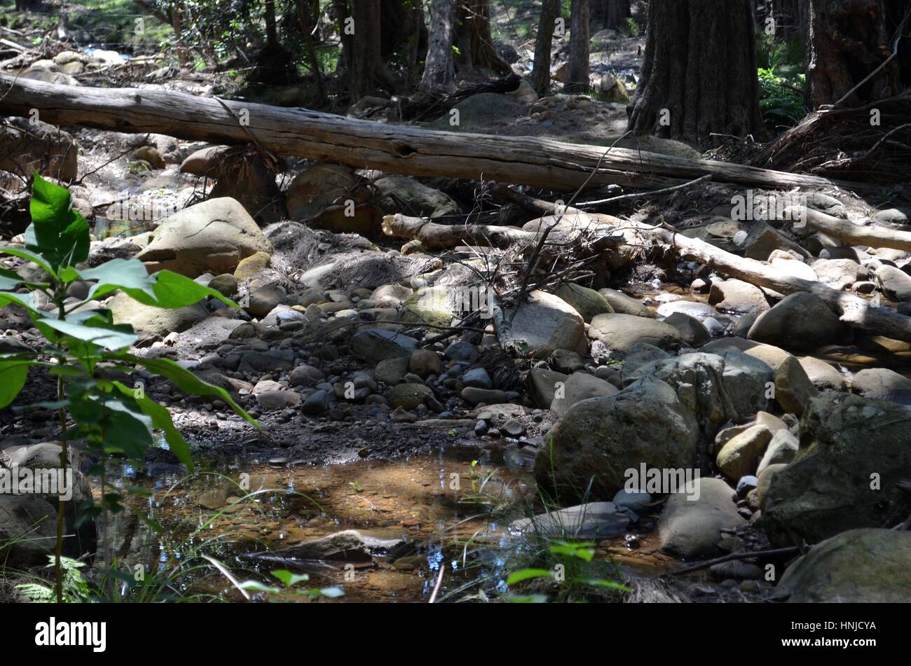 Fallen tree across river Summer in Australia Stock Photo