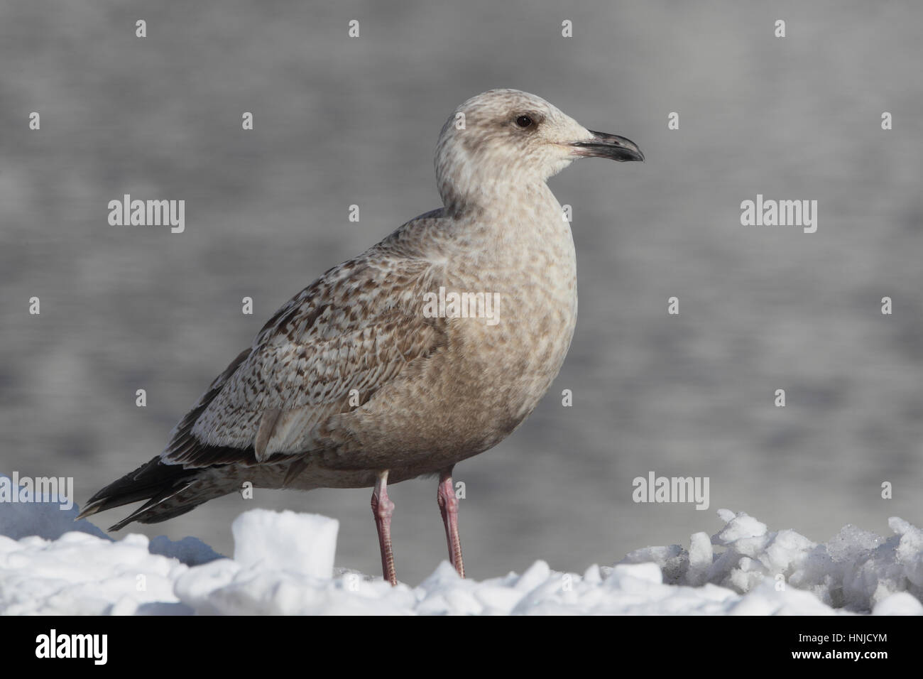 Immature Slaty-backed Gull (Larus schistisagus), a gull of Siberia & Pacific, in Hokkaido, Japan. Stock Photo