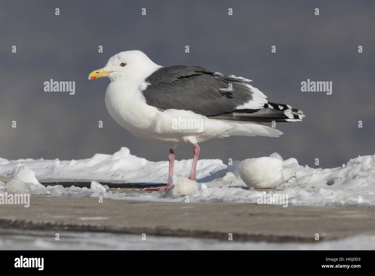Adult Slaty-backed Gull (Larus schistisagus), a gull of Siberia & Pacific, in Hokkaido, Japan. Stock Photo